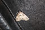 img114.jpeg.small.jpeg